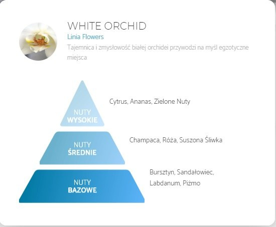white orchid white orchid